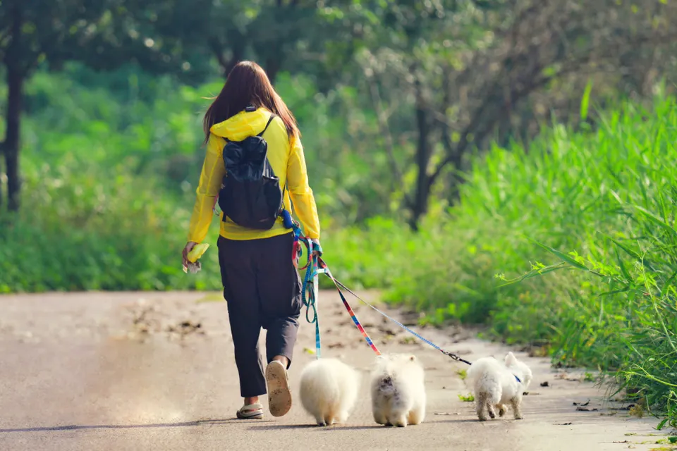Pet care work in Ireland